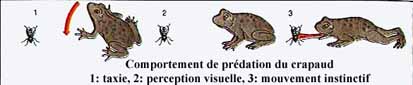 Comportement de prédation du crapaud